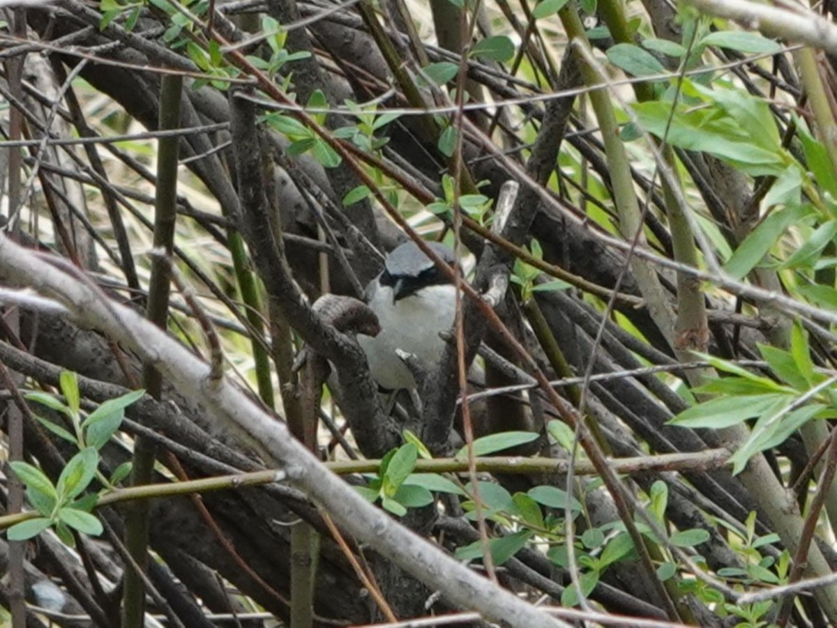 Loggerhead Shrike - ML617688550