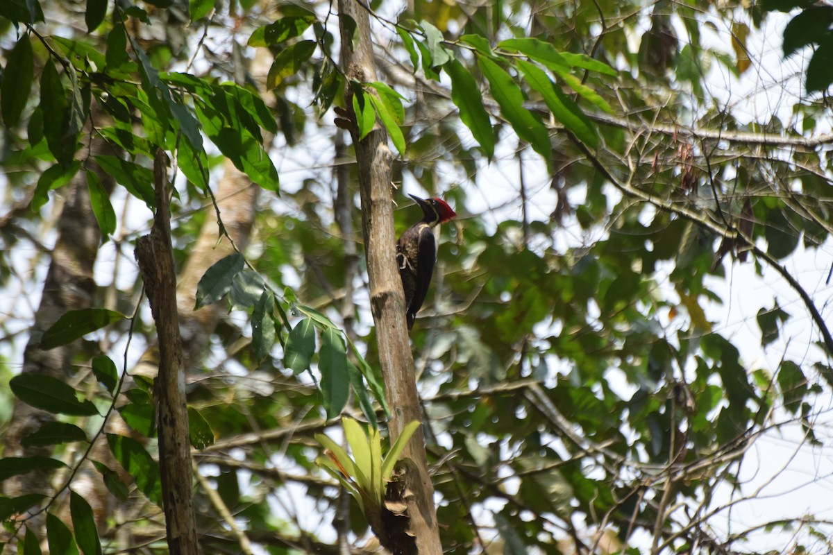 Lineated Woodpecker - ML617688553