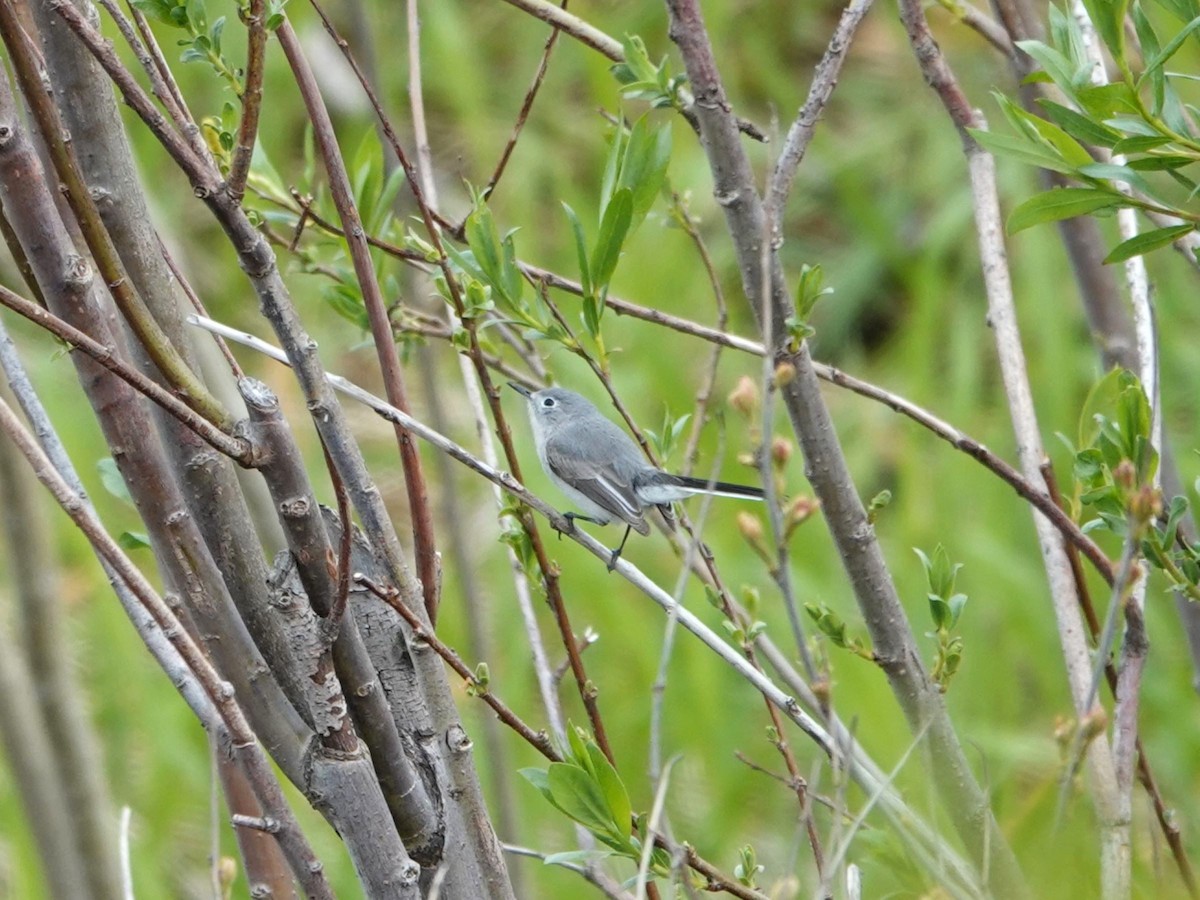 Gobemoucheron gris-bleu - ML617688560