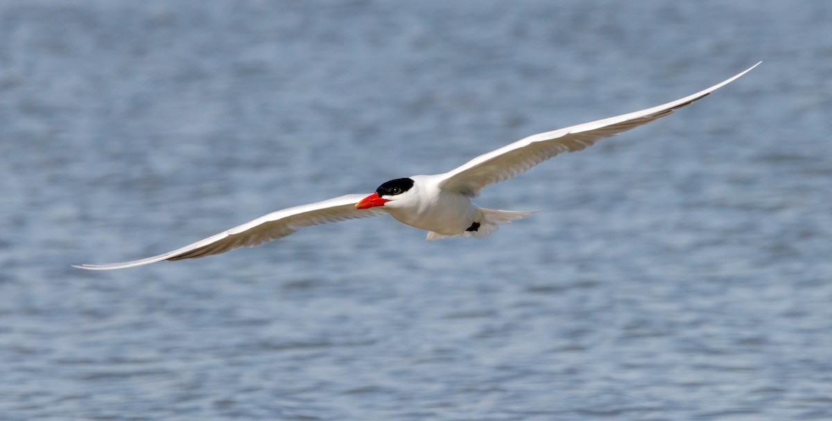 Caspian Tern - ML617688638