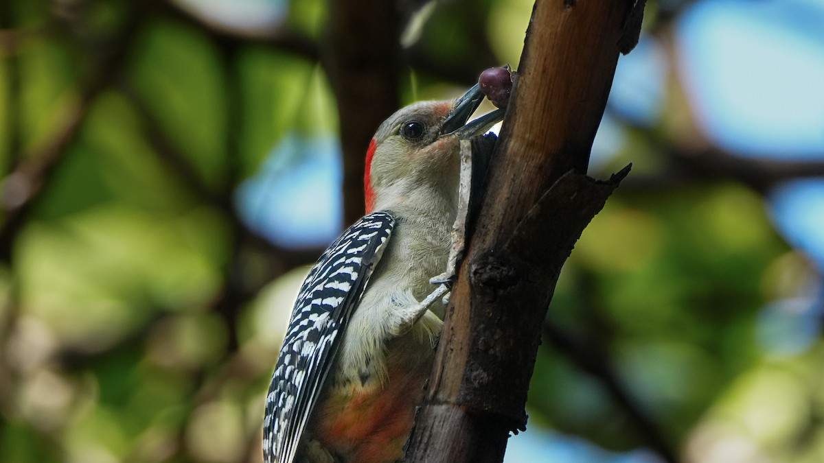 Red-bellied Woodpecker - ML617688661