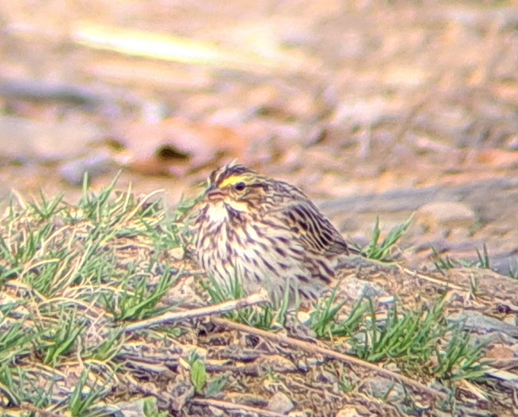 Savannah Sparrow - ML617688665