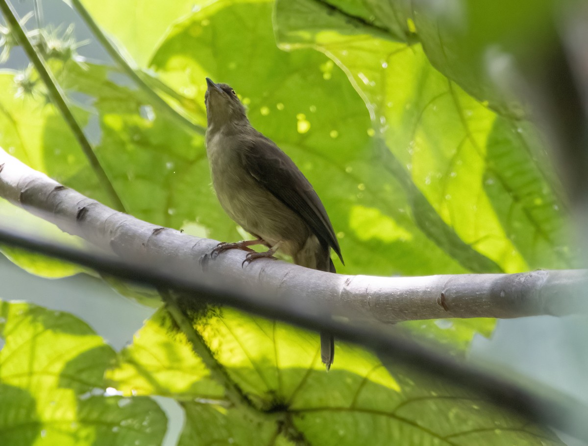 Red-eyed Bulbul - Mitch Rose