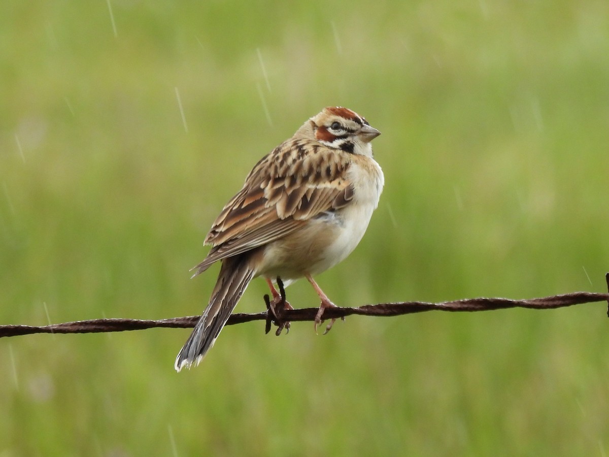 Lark Sparrow - Daniel Farrar