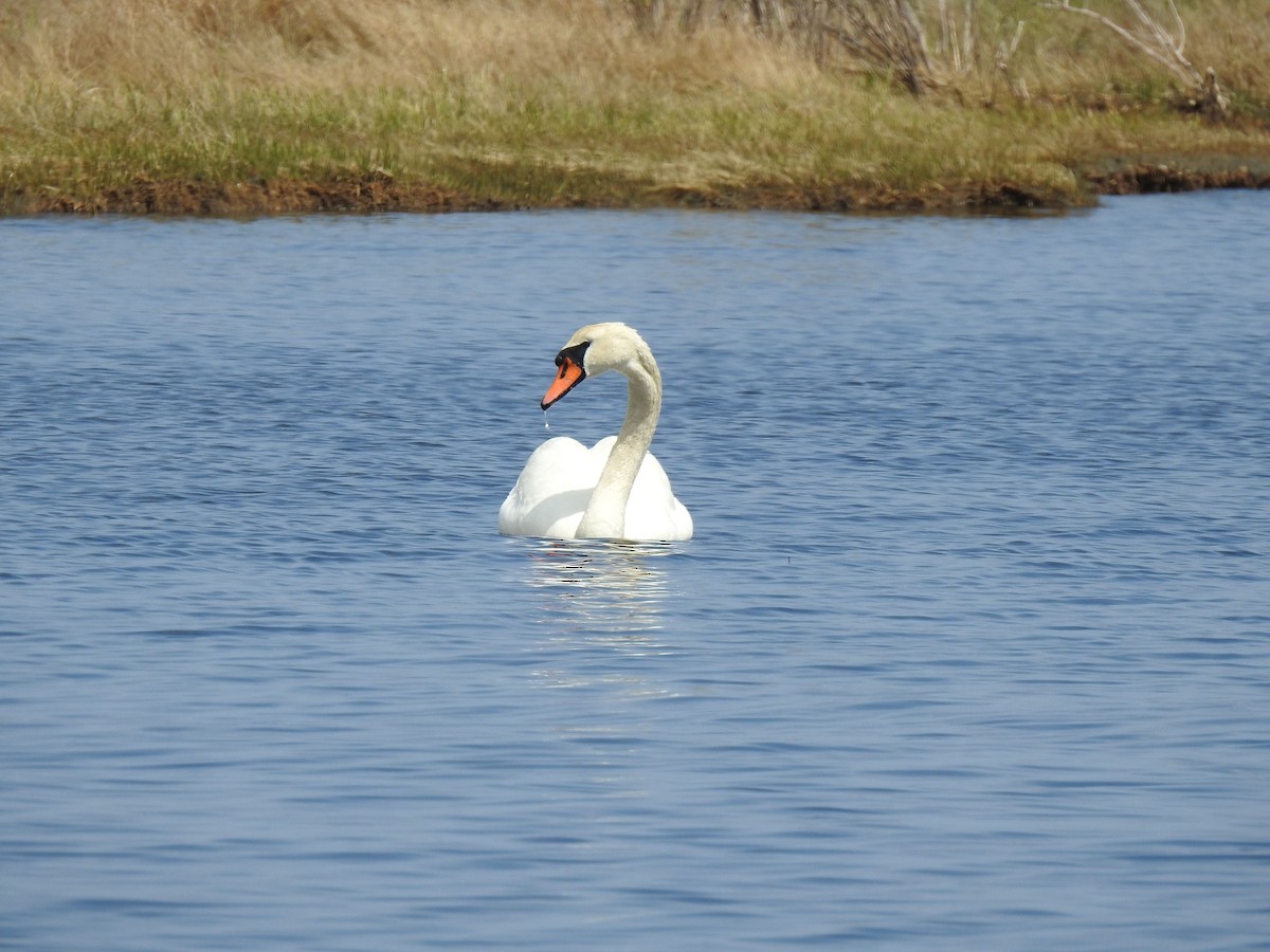 Mute Swan - ML617688689