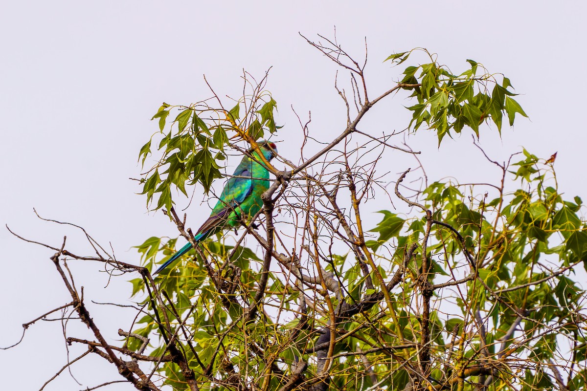 Australian Ringneck - ML617688714