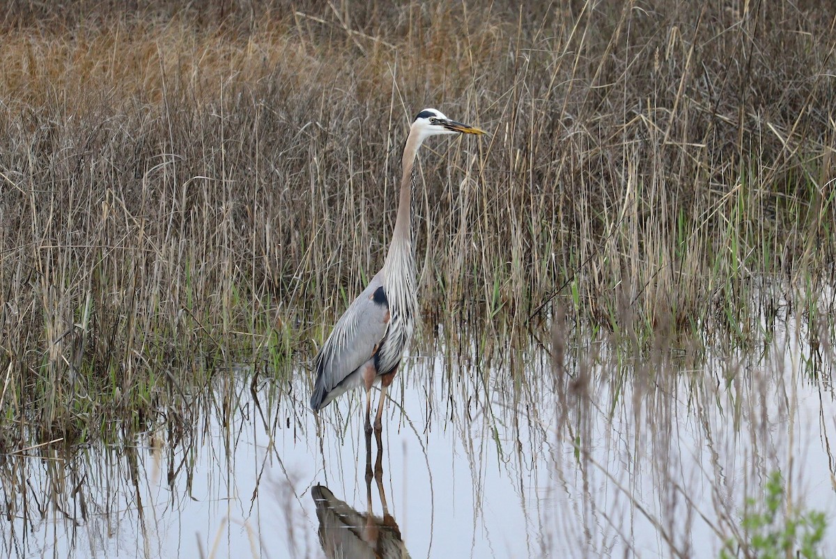 Garza Azulada (grupo herodias) - ML617688717