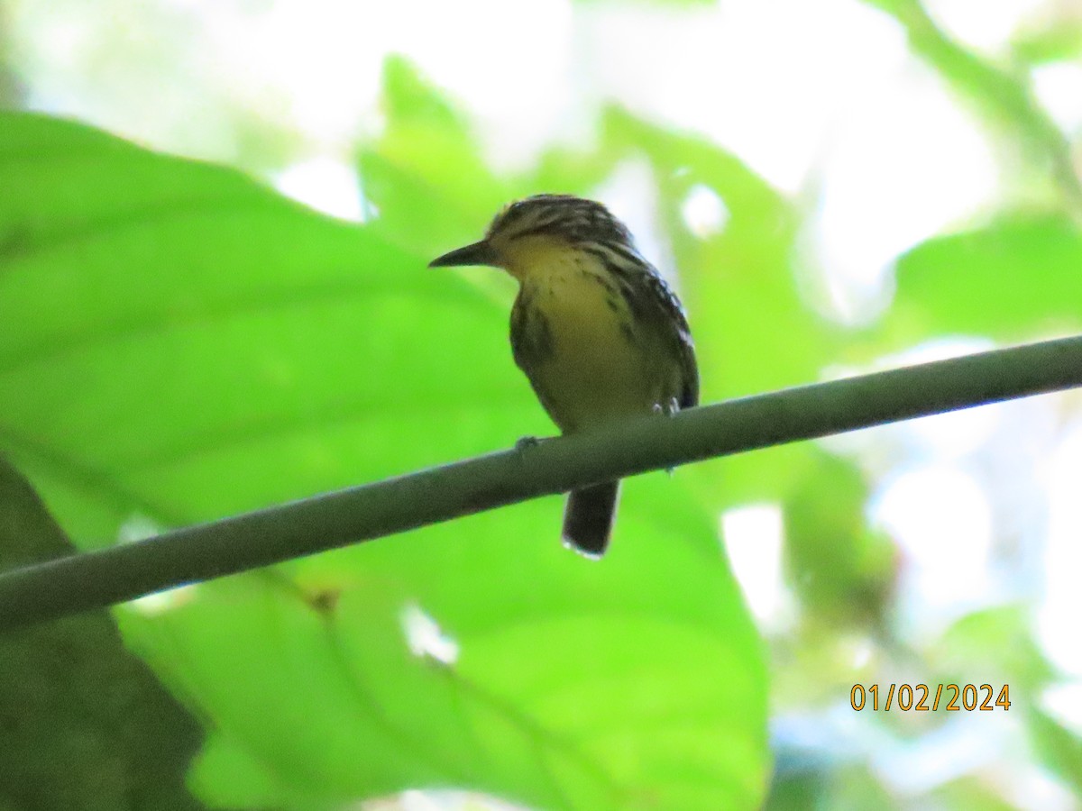 Yellow-browed Antbird - ML617688725