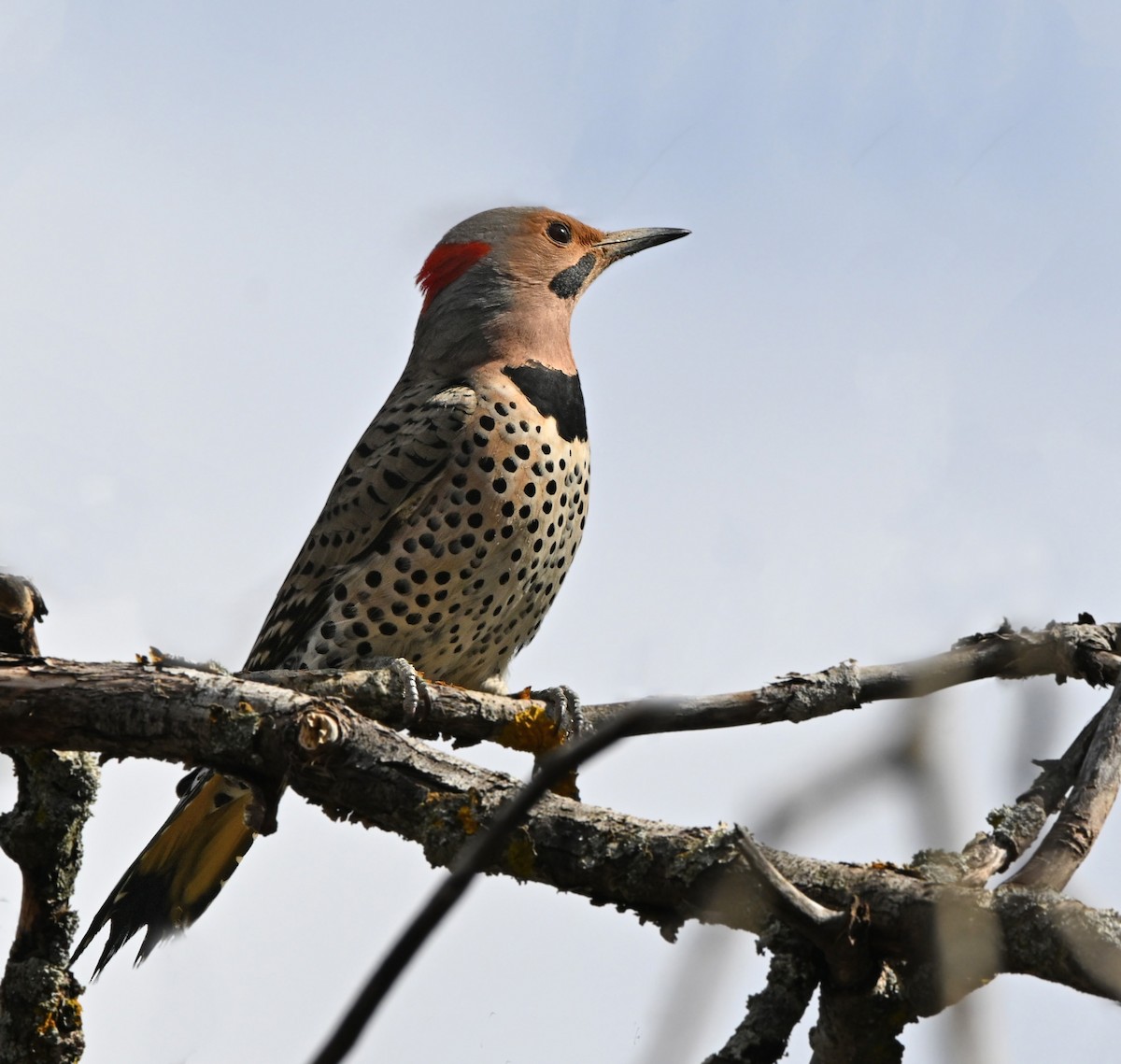 Northern Flicker - Jennifer Leat