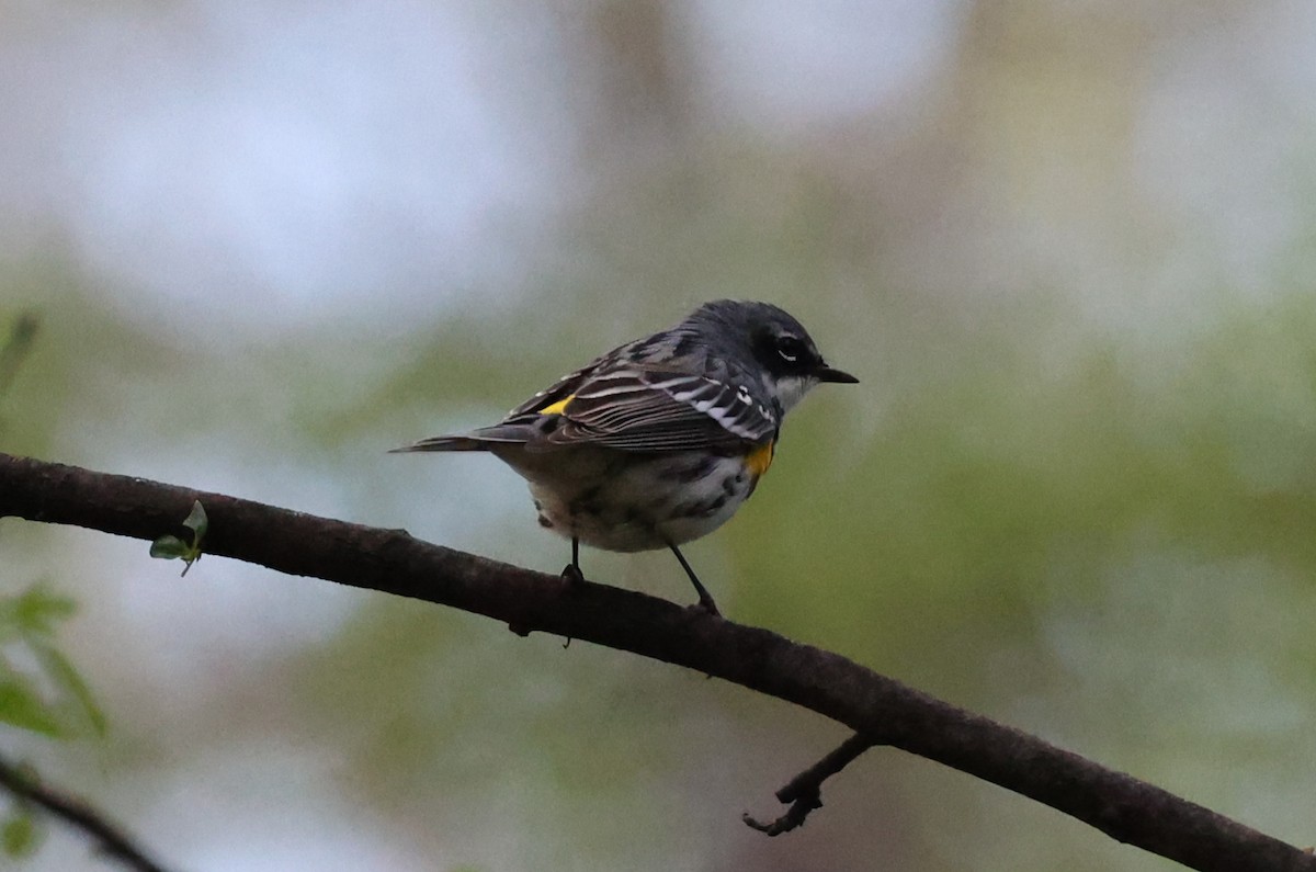 Yellow-rumped Warbler - ML617688748