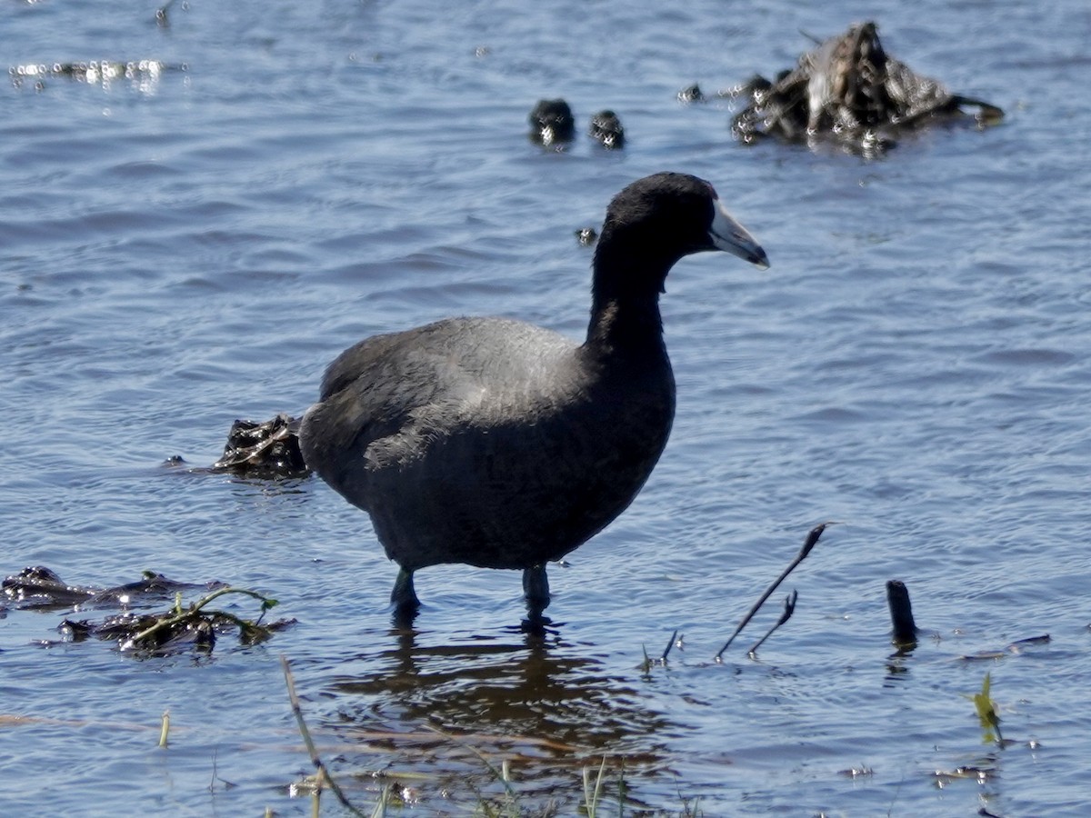 American Coot - ML617688749