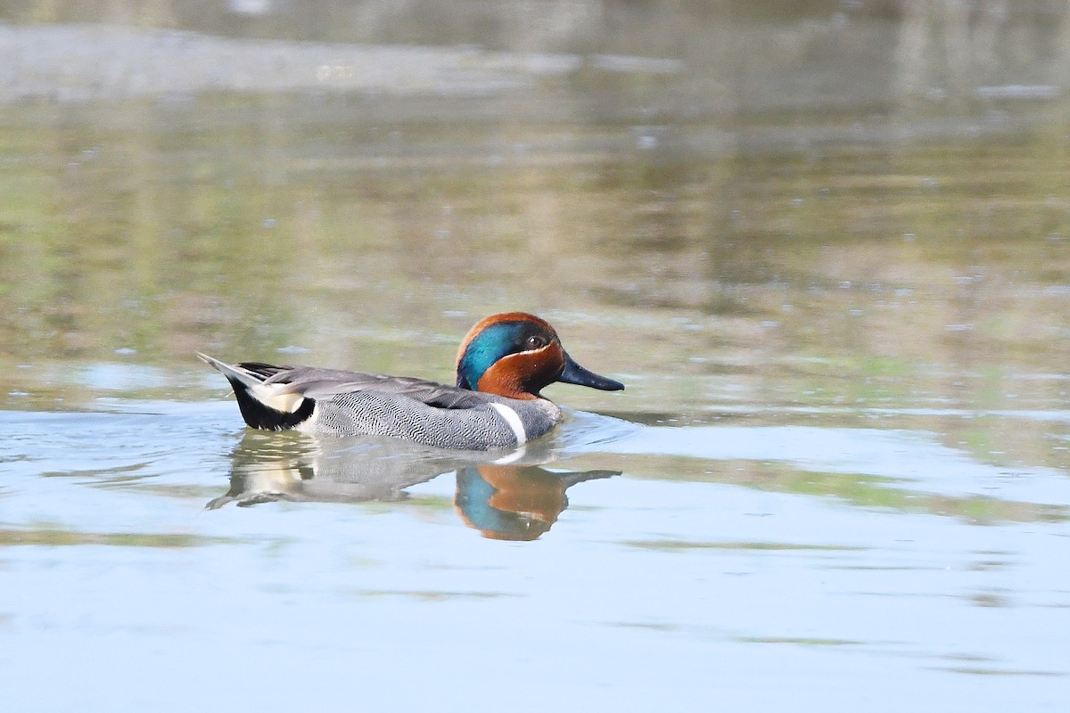 Green-winged Teal - ML617688756