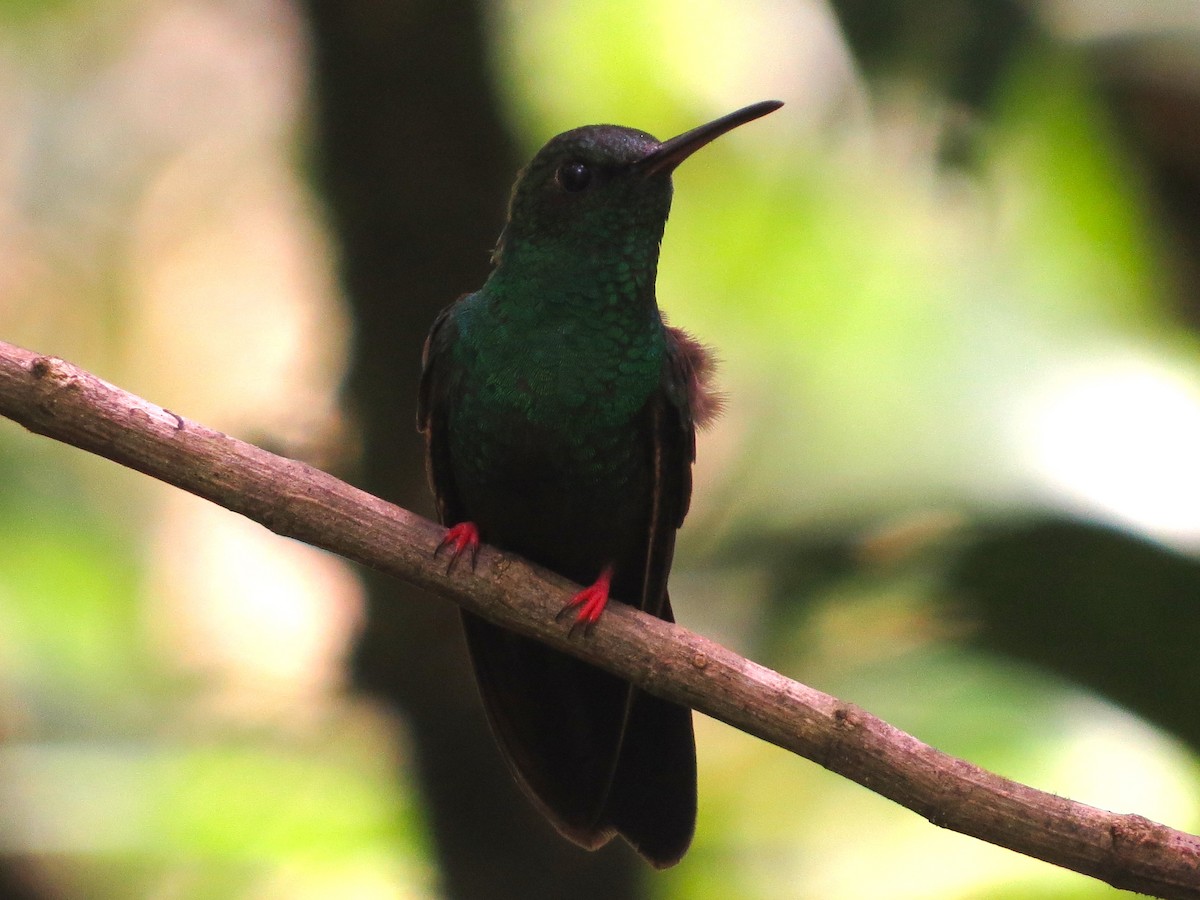 Colibrí Patirrojo - ML617688782