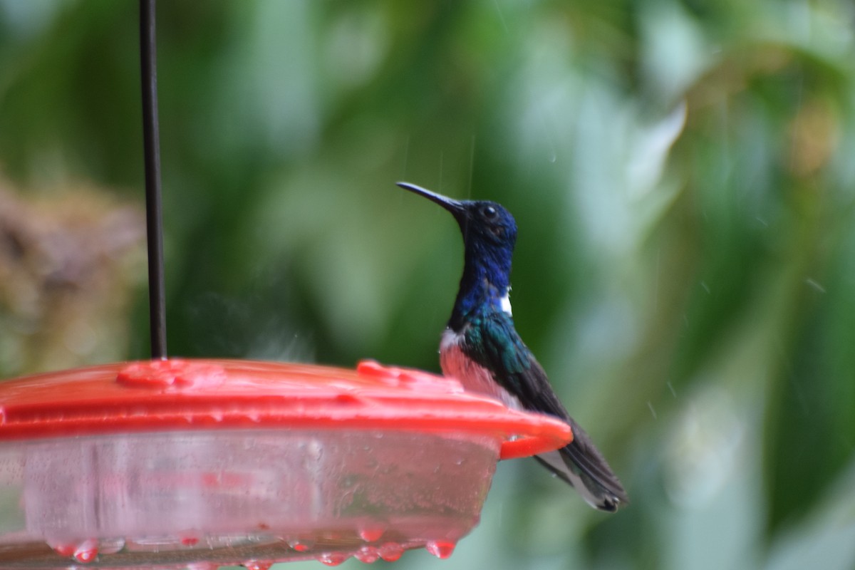 White-necked Jacobin - ML617688819