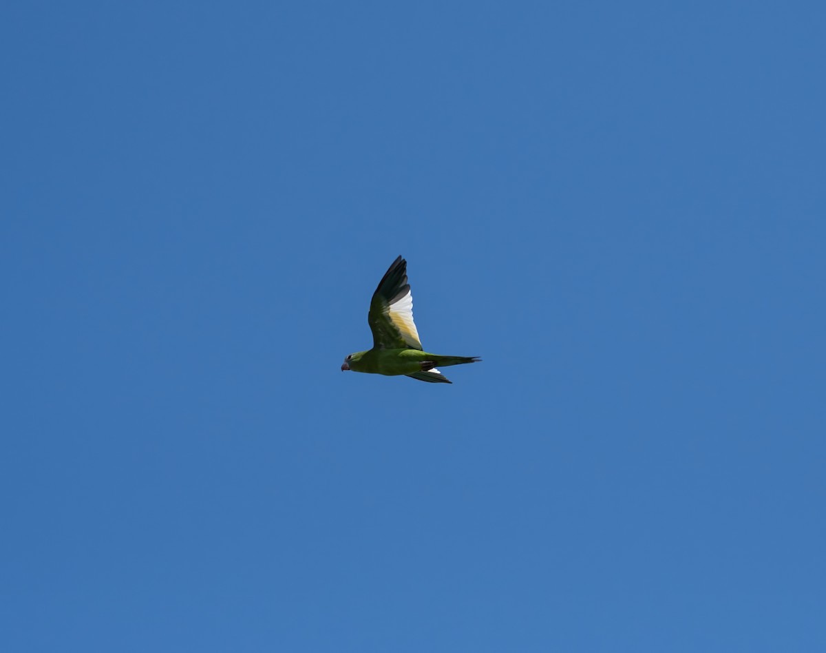 White-winged Parakeet - Larry Manfredi