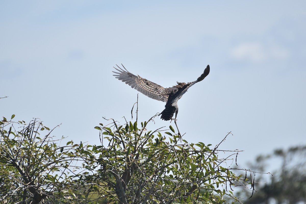 Rufescent Tiger-Heron - ML617688976