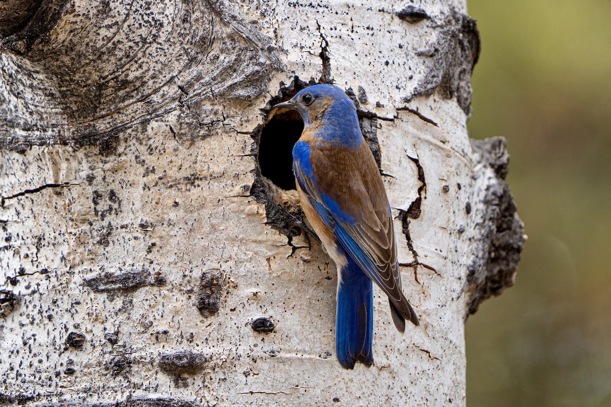 Western Bluebird - ML617688980