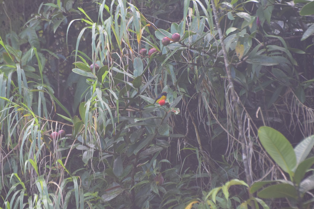 Spot-crowned Euphonia - ML617689011