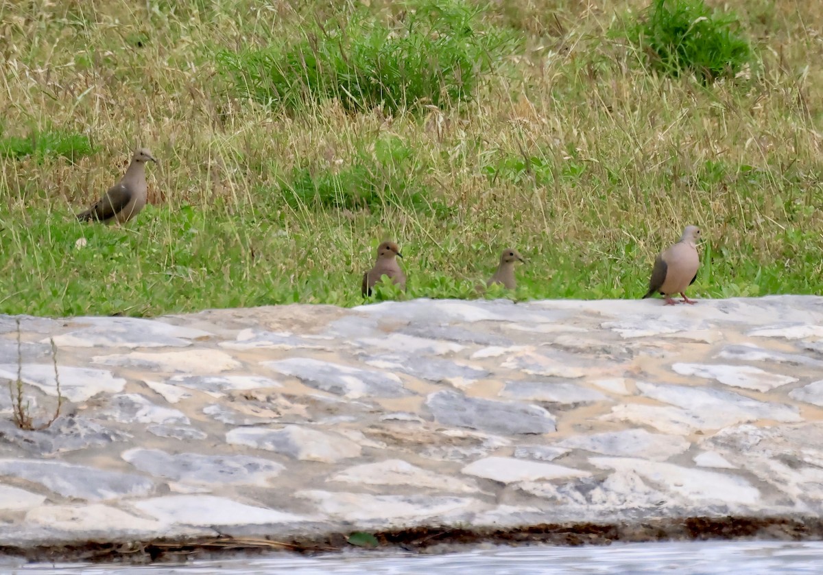 Mourning Dove - ML617689014