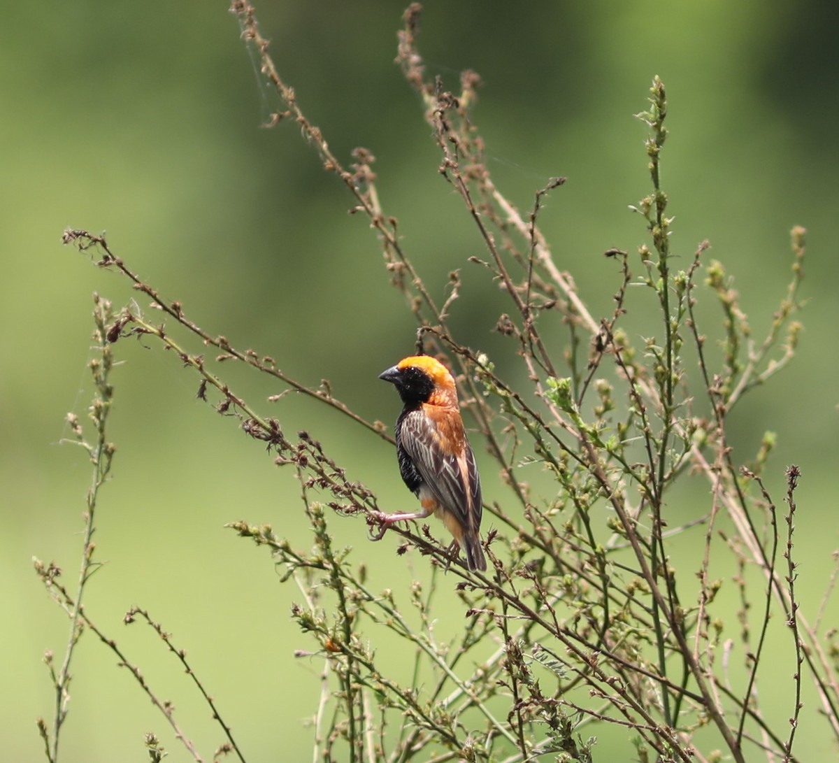 Zanzibar Red Bishop - ML617689017