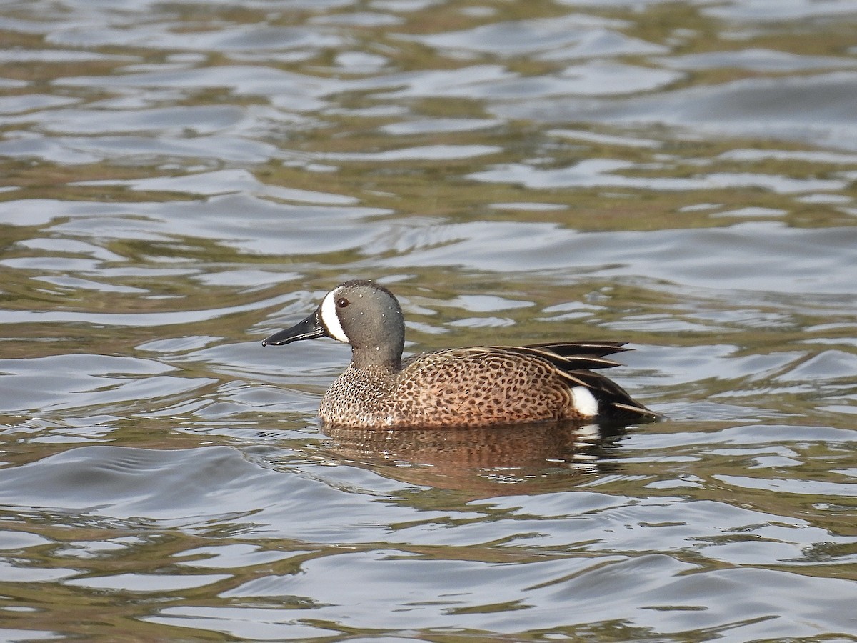 Blue-winged Teal - ML617689020