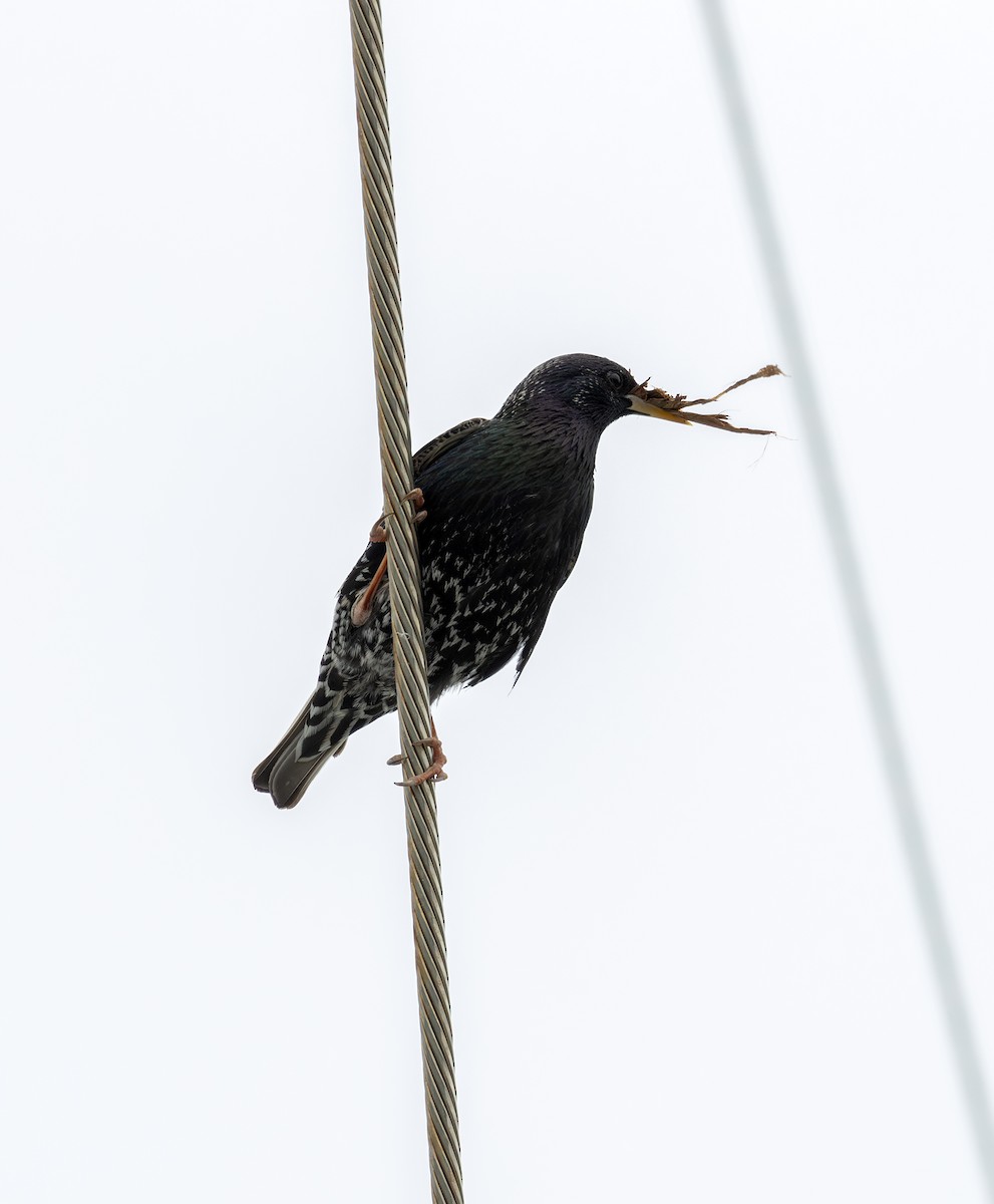 European Starling - ML617689022