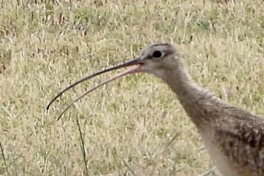 Long-billed Curlew - ML617689025