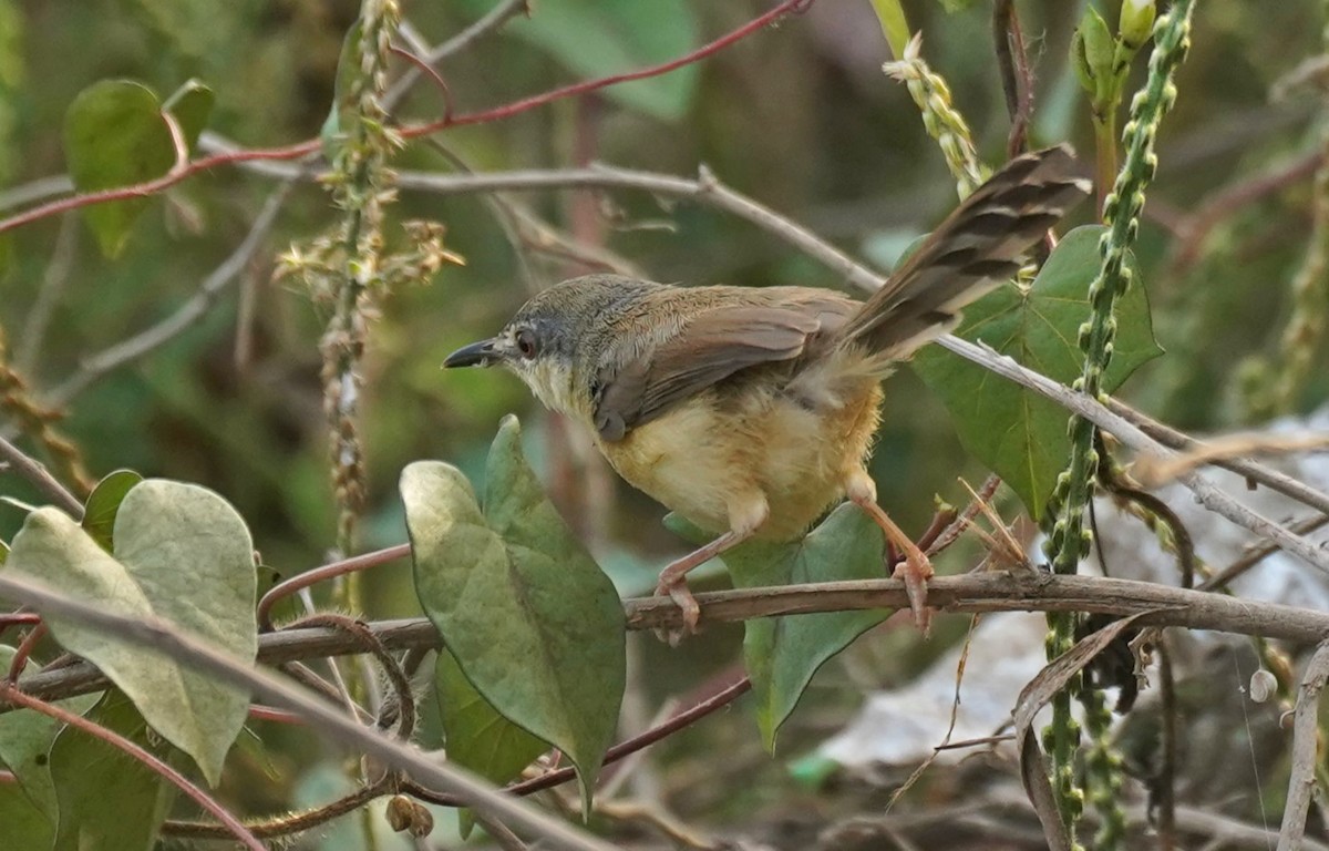 Ashy Prinia - ML617689026