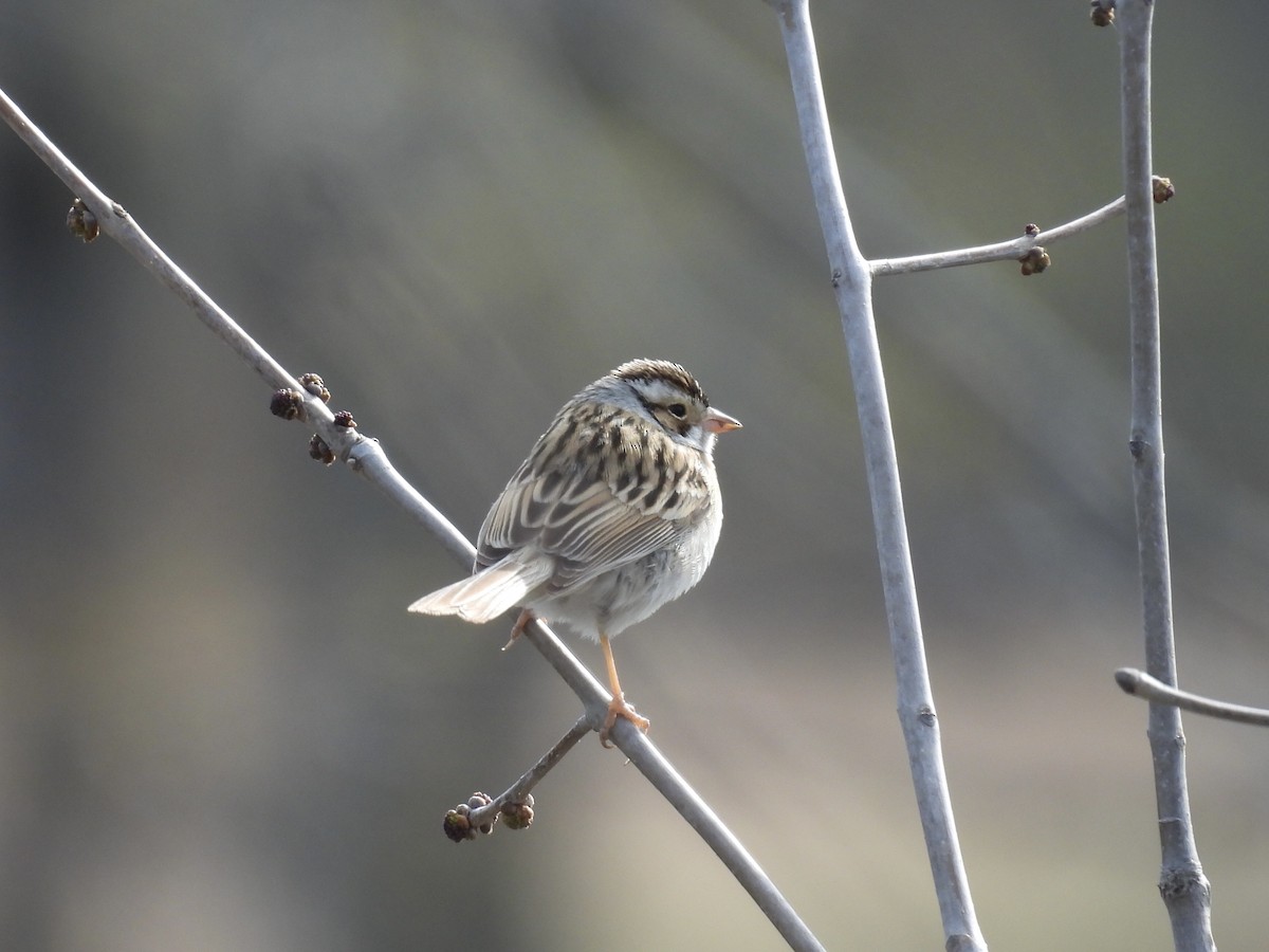 Clay-colored Sparrow - ML617689040