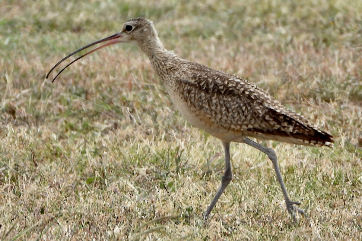 Long-billed Curlew - ML617689078