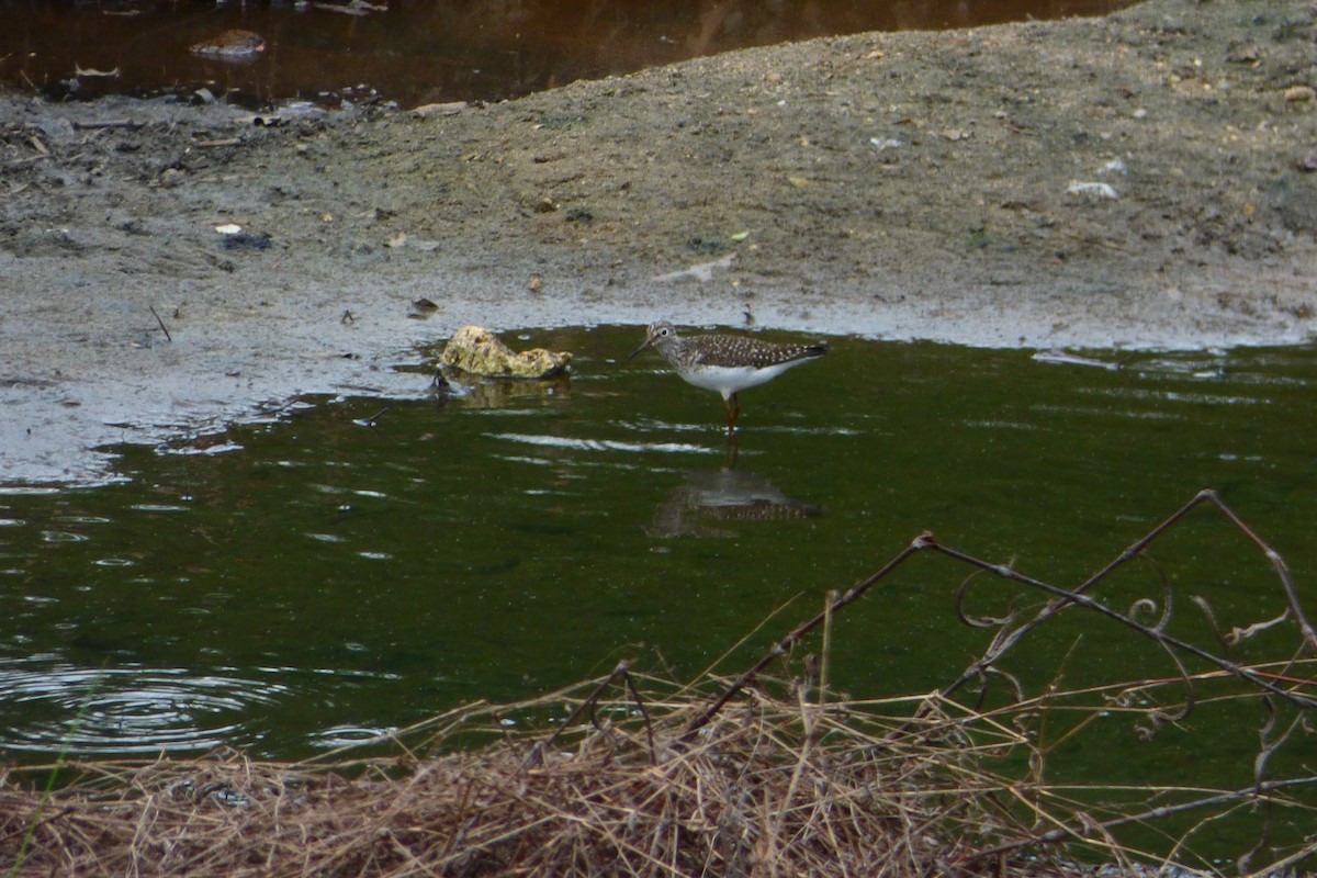 Solitary Sandpiper - ML617689079