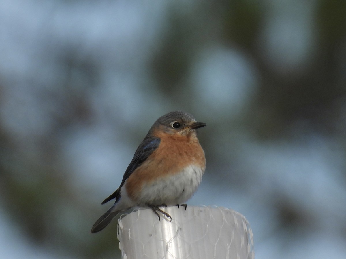 Eastern Bluebird - ML617689109