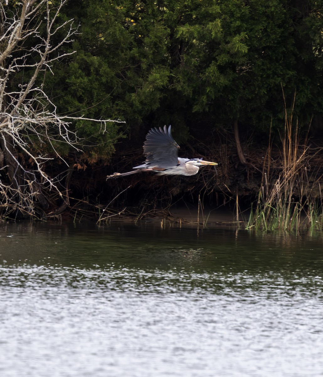 Great Blue Heron - ML617689112