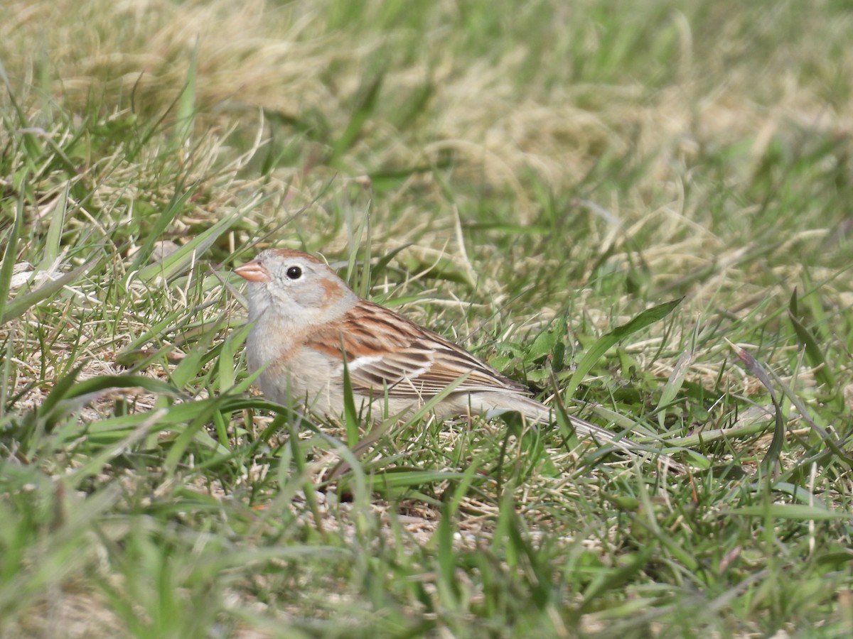 Field Sparrow - ML617689117