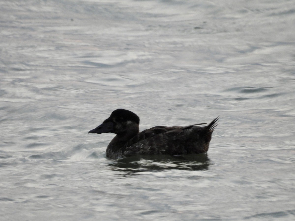 Surf Scoter - ML617689124