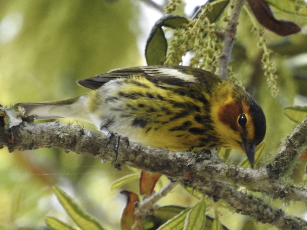 Cape May Warbler - Aaron Stoll