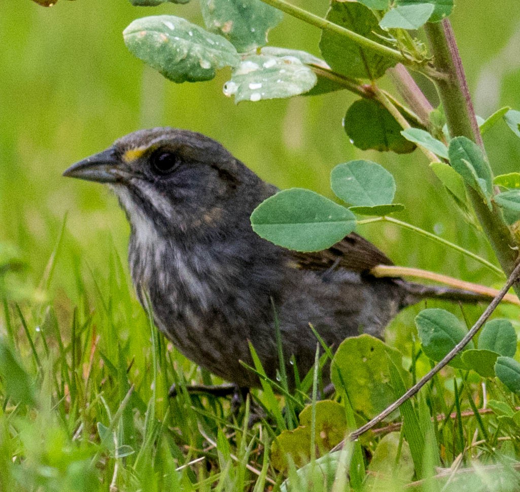 Seaside Sparrow (Atlantic) - Elle McGee