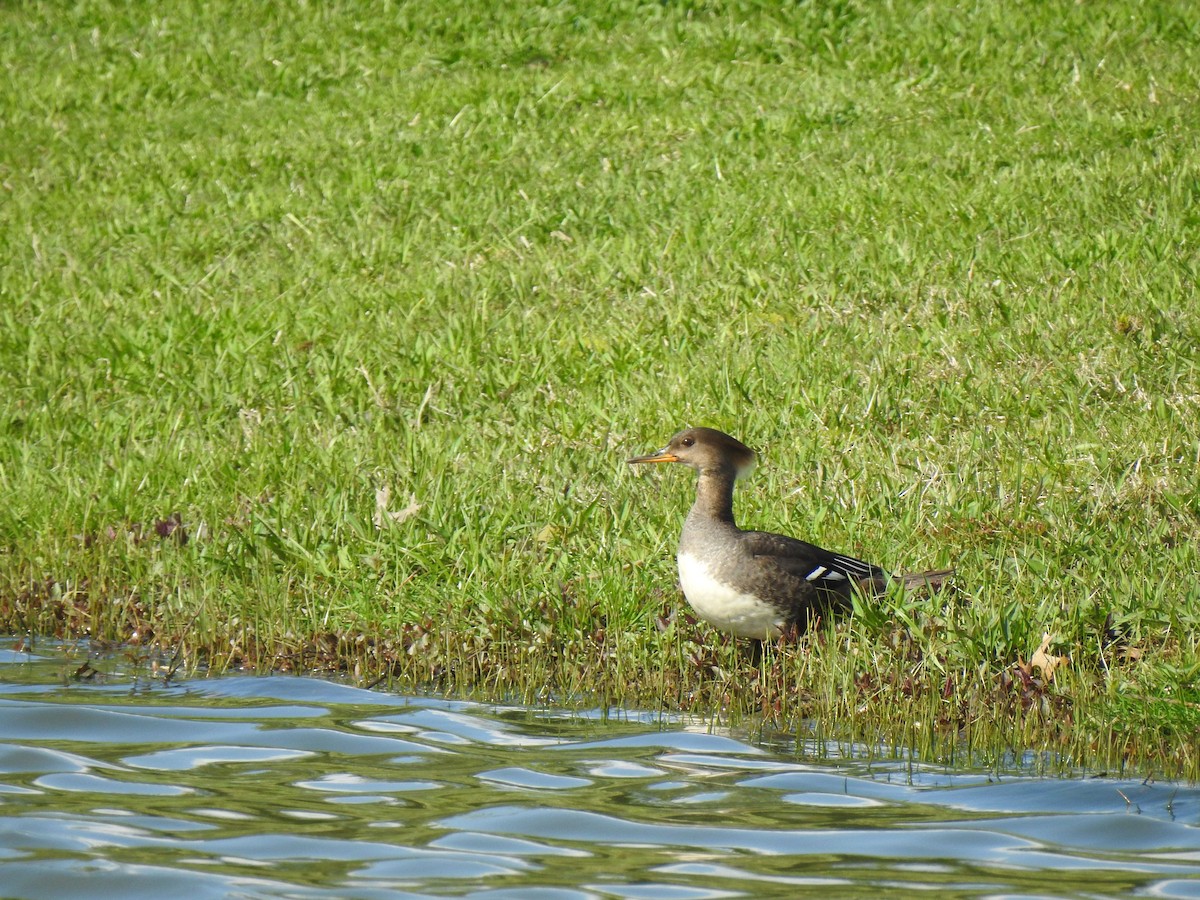 Hooded Merganser - ML617689187