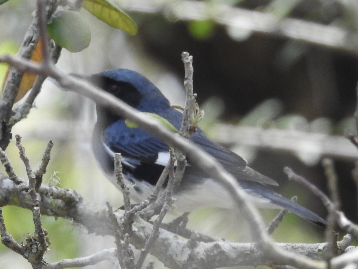 Black-throated Blue Warbler - Aaron Stoll