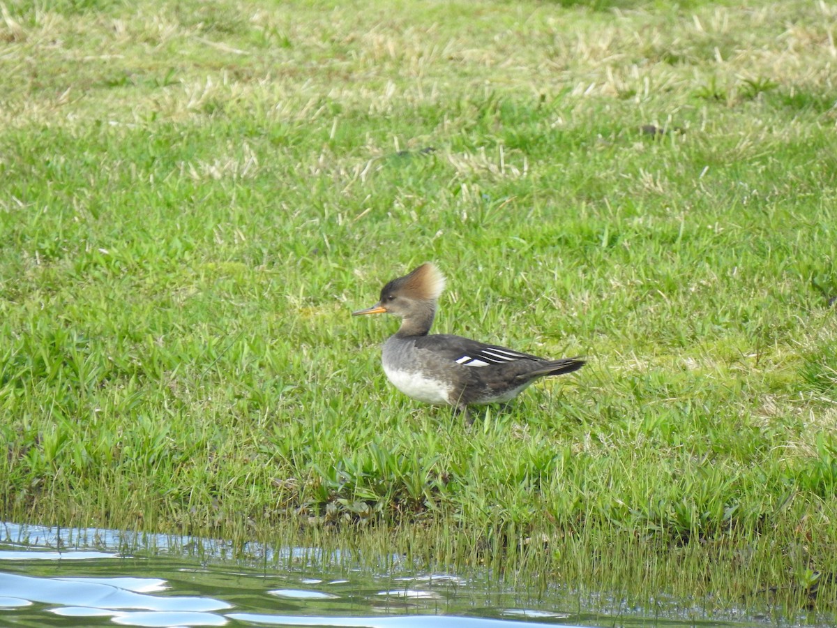 Hooded Merganser - ML617689195