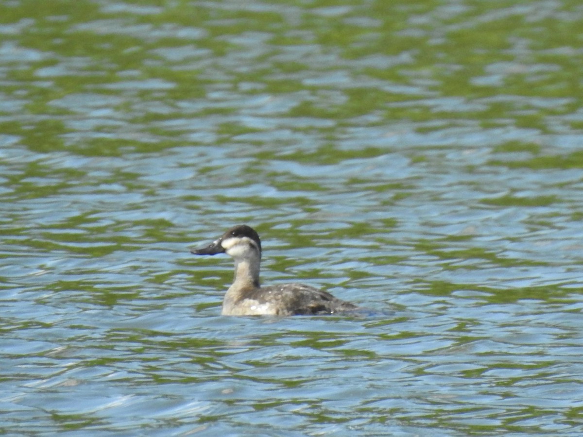 Ruddy Duck - ML617689206