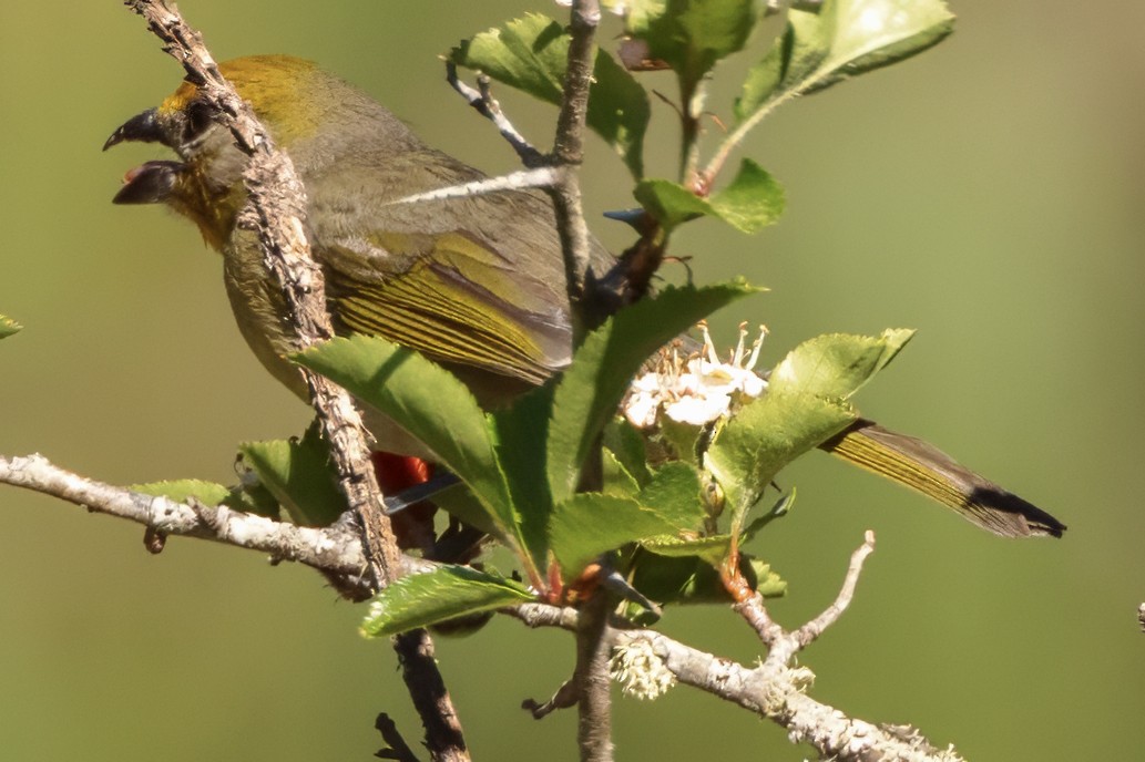 Hepatic Tanager (Northern) - ML617689228