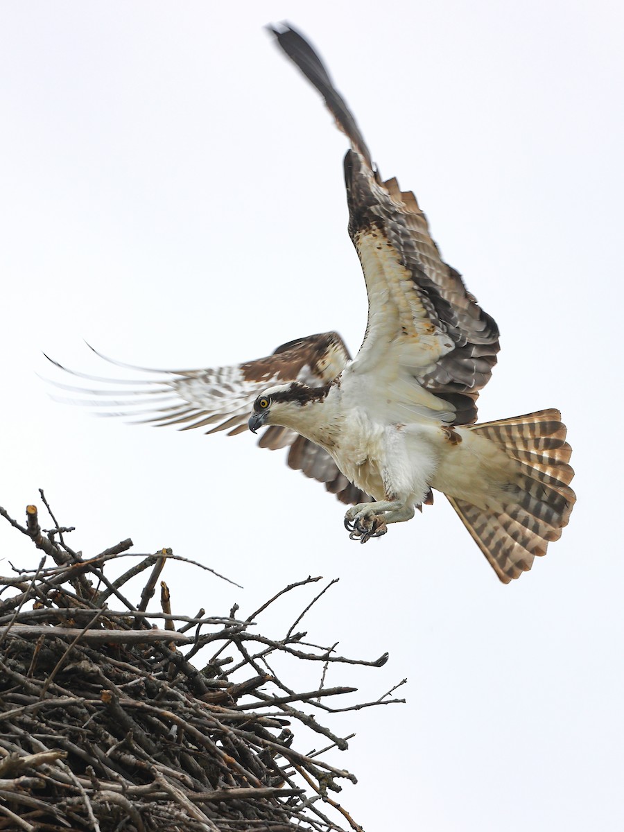 Osprey - Claire Werner