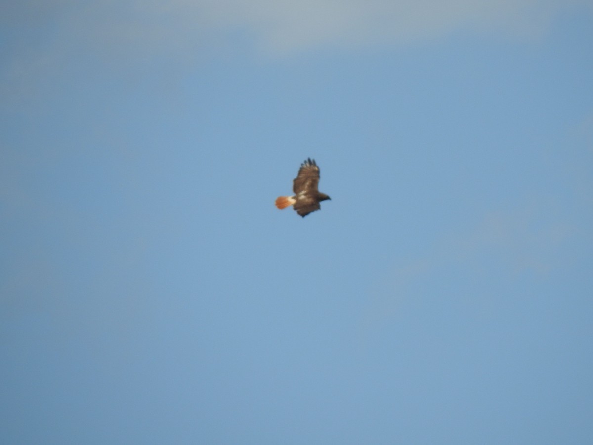 Red-tailed Hawk - ML617689238