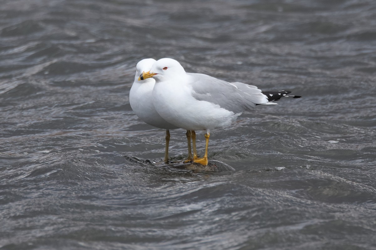 Ring-billed Gull - ML617689253