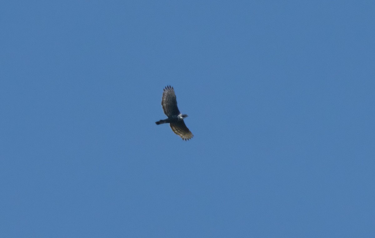 Blyth's Hawk-Eagle - Mitch Rose