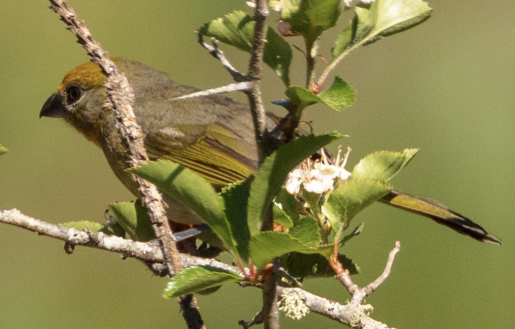 Hepatic Tanager (Northern) - ML617689292