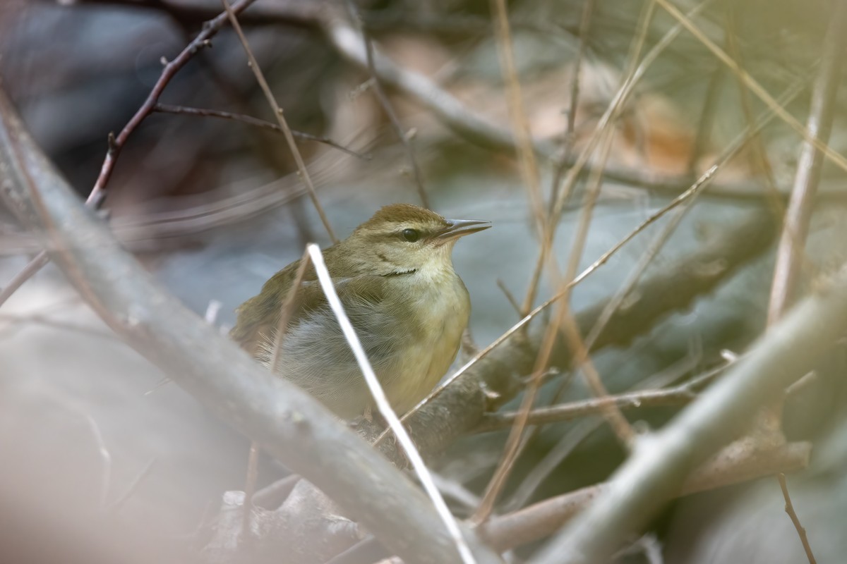 Swainson's Warbler - Kalpesh Krishna