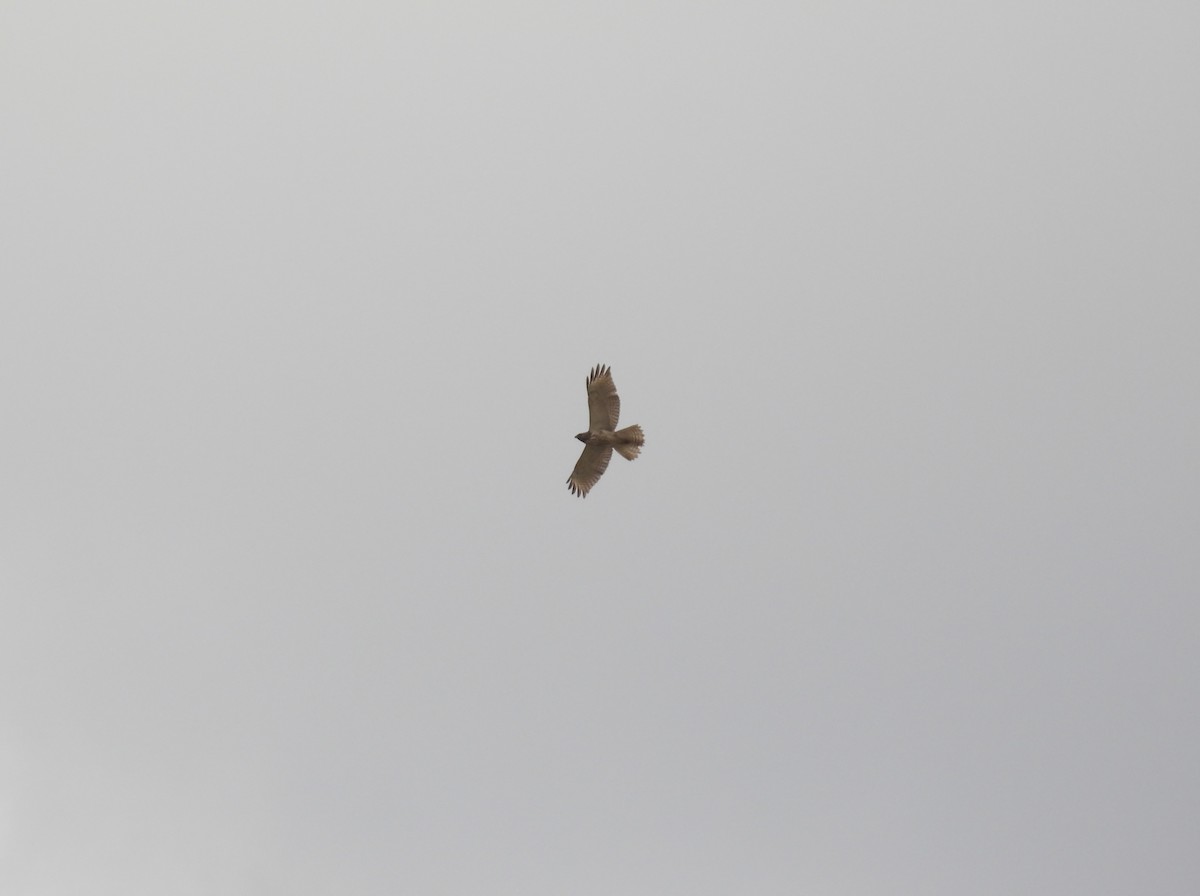 Red-shouldered Hawk - John McKay