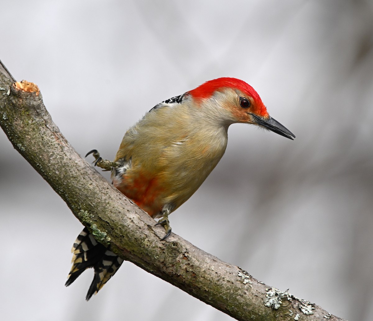 Red-bellied Woodpecker - Jennifer Leat